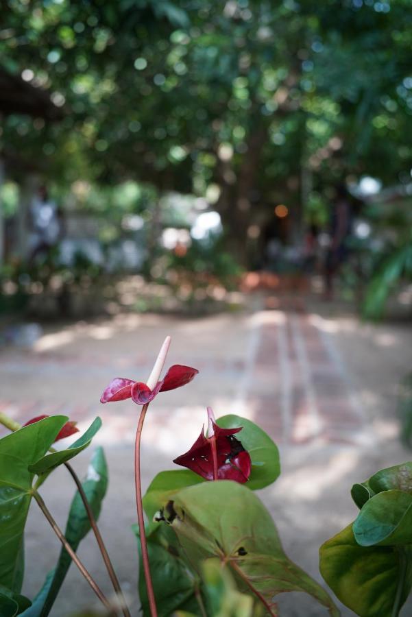 Salty Garden Arugambay Bed & Breakfast Arugam Bay Exterior foto